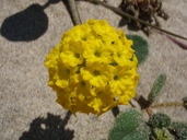 Abronia latifolia