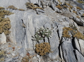 Eriogonum breedlovei var. breedlovei