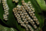Agalychnis spurrelli