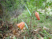 Fritillaria gentneri