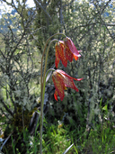 Photo of Fritillaria gentneri