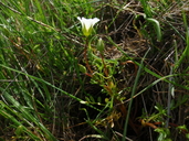 Limnanthes gracilis ssp. gracilis