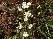 Limnanthes gracilis ssp. gracilis