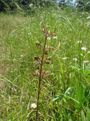 Lupinus sulphureus ssp. kincaidii
