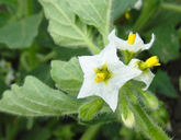 Solanum physalifolium var. nitidibaccatum