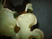 Cetrelia cetrarioides