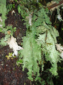 Pseudocyphellaria rainierensis