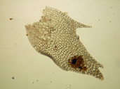 Tritomaria exsectiformis