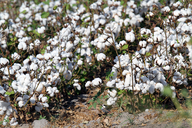 Cotton ready for harvest