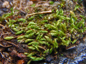 Photo of Anomobryum julaceum