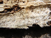 Sclerophora peronella