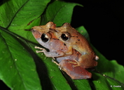 Pristimantis ockendeni