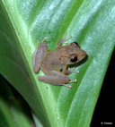 Pristimantis ockendeni