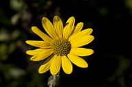 Ashy Sunflower