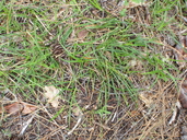 Carex concinnoides