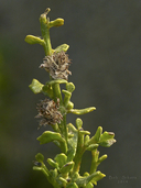 Baccharis pilularis ssp. pilularis