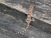 Tree Gecko