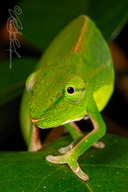 Malagasy Side-striped Chameleon
