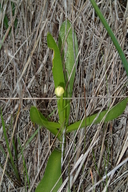 Fritillaria liliacea