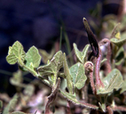 Aristolochia wrightii var. texana