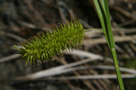 Photo of Carex hystericina