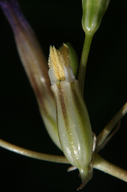 Brodiaea pallida