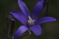 Brodiaea rosea ssp. vallicola