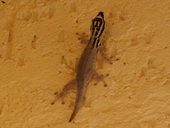 White-headed Day Gecko