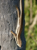 Trachylepis planifrons