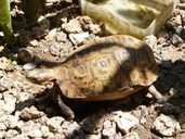 South-eastern Hingeback Tortoise