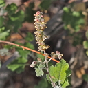 Ambrosia cordifolia