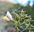 Coursetia glandulosa