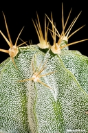 Astrophytum ornatum var. mirbelii