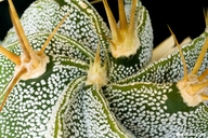 Astrophytum ornatum var. mirbelii