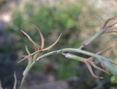 Lyrocarpa coulteri var. palmeri