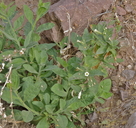 Nicotiana clevelandii
