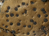 Umbilicaria phaea