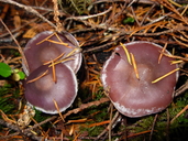 Cortinarius evernius