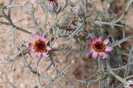 Nicolletia occidentalis