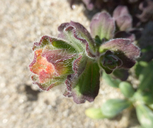 Castilleja latifolia