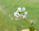 Lepidium nitidum