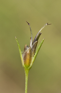 Heterosperma pinnatum