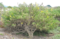 Coastal Bush Lupine
