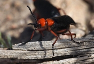 Master Blister Beetle