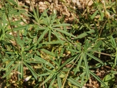 Ipomoea ternifolia var. leptotoma