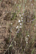 Delphinium hansenii ssp. hansenii