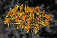 Western Senecio