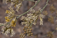 Asclepias subulata