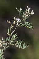 Astragalus humistratus var. crispulus