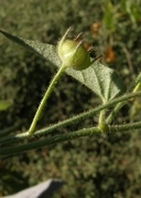 Jacquemontia agrestis